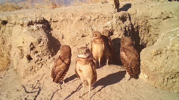 Burrowing owls in the desert 