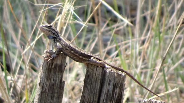 Some kind of lizard on a fence post