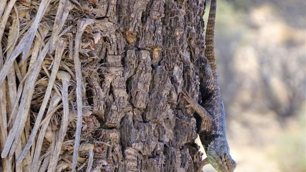 Spiny lizard 