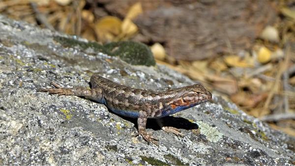 Lizard with orange splotches on the side of the cheeks, depicting that she is gravid