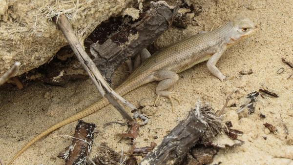 Lizard that looks pale and beige, like the sandy ground that surrounds it