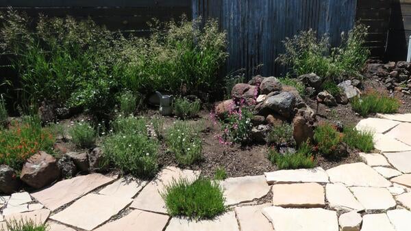 A backyard garden path with thick weeds between stones