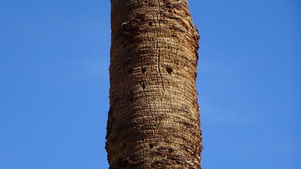 A hole in the trunk of a palm tree