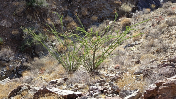 Blooming ocotillo