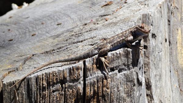 Lizard who blends in with grey rocky background