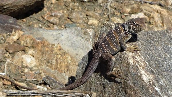 A lizard on Lost Horse Mine trail 