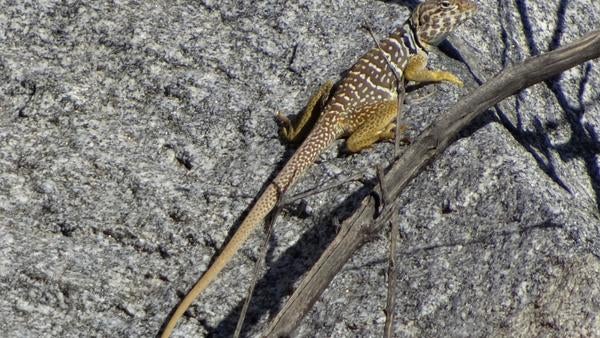 A gold and black lizard in La Quinta 
