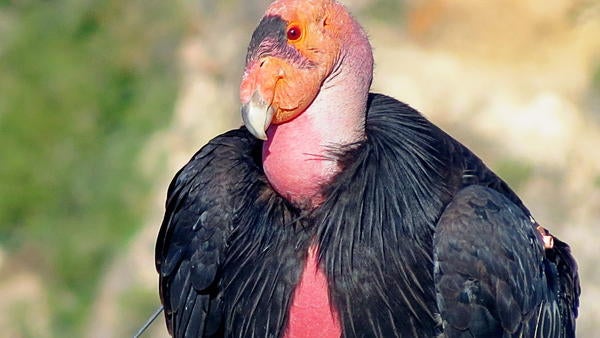 A California condor, which has the kind of face only a California condor mother could love 