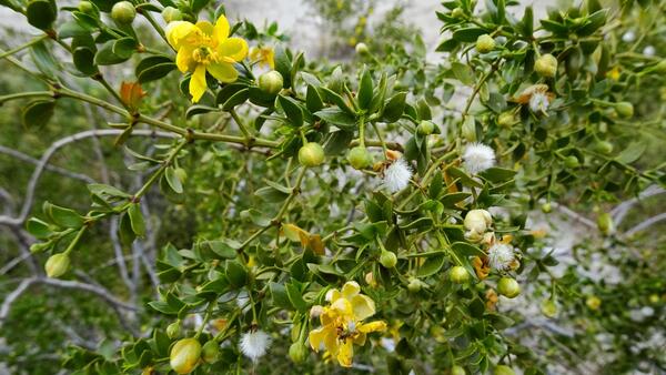 Closeup of yellow creosote flowers on the green bush