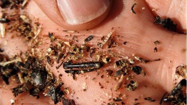 A hand full of dry lizard scat and some beetle legs 