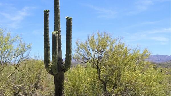 A saguaro cactus next to a palo verde tree 