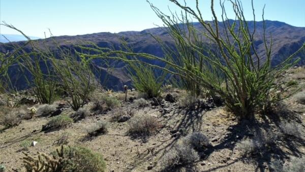Some green, healthy ocotillo in the summer