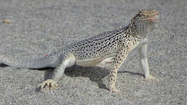 A fringe-toed lizard on the sand