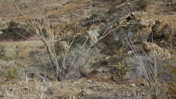 Dormant ocotillo