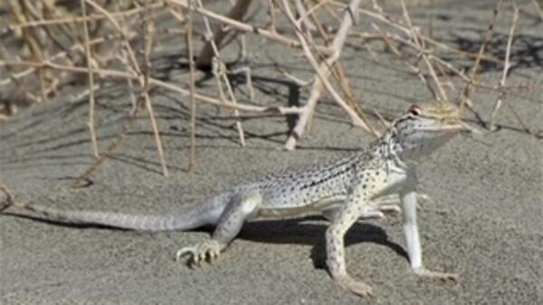 A lizard on sandy desert ground