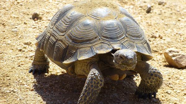 Desert tortoise lumbering across a beige desert