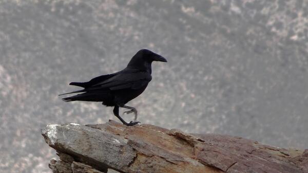A raven on a rock
