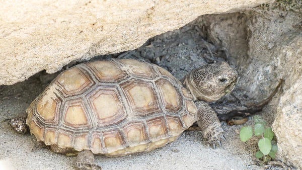 Desert tortoise near a rock. He looks like he's moving very slowly. 