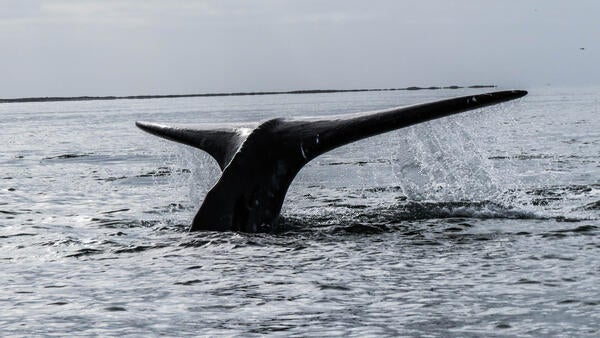 A whale tail emerging from the water