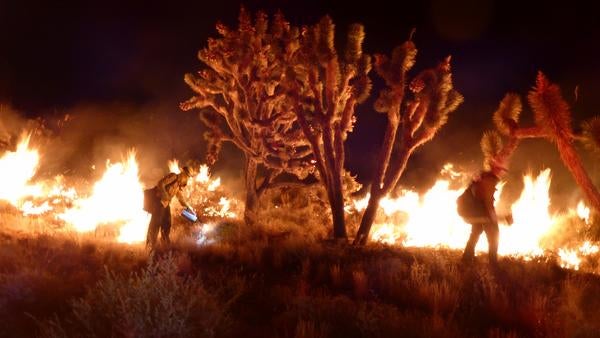 An eerie photo taken at right of the orange glow of burning Joshua trees; you can see the silhouettes of a couple firefighters 