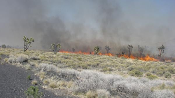 Joshua trees in the distance, burning