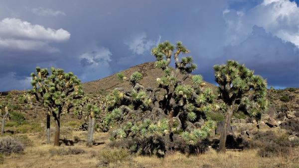 A grove of Joshua Trees against a dramatic sky with swoosh clouds