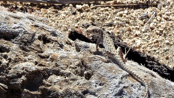 Side-blotched lizard sitting on a rock 