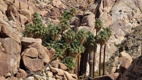 A palm oasis. This one is surrounded by bigger rock. Looks like it might be in Joshua Tree