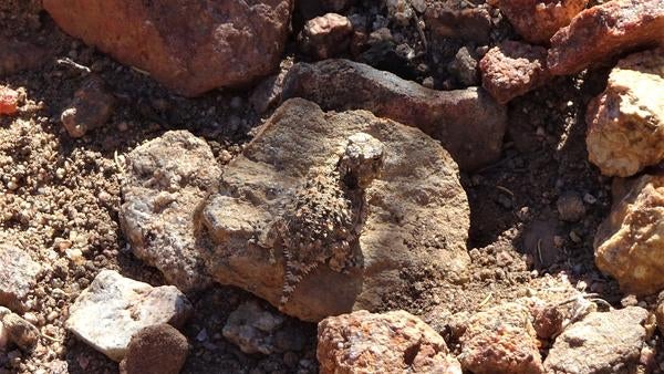 Lizard hatchling on a rock 