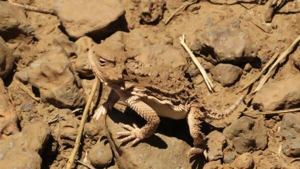 A horned lizard that looks almost camouflaged on a brown background