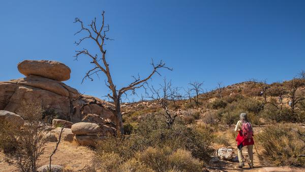 A dead pinyon pine in an open area of Pipes Canyon 