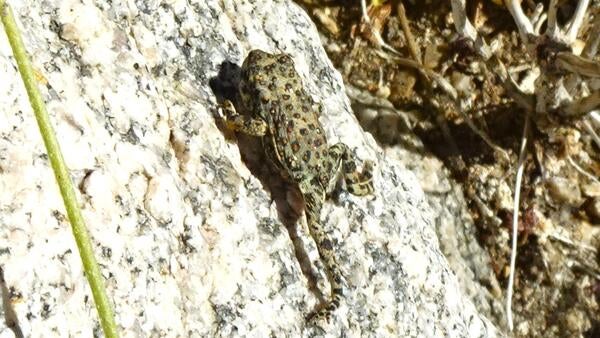 Red-spotted toad on a rock