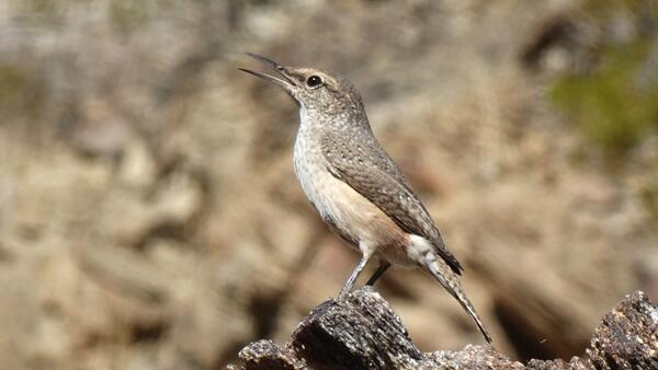 Rock wren on some wood