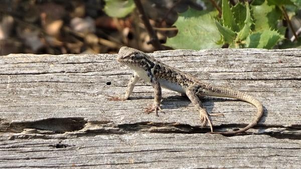 Southern sagebrush lizard hatching. It's very cute and posing on a piece of wood