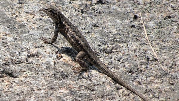 Southern sagebrush lizard on the ground. This one is definitely an adult.