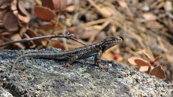 Southern sagebrush lizard posing on a rock