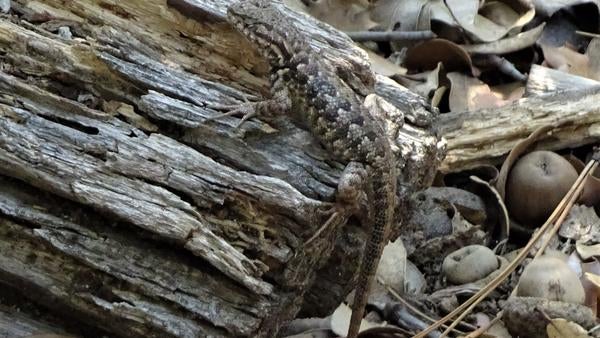 Southern sagebrush lizard posing on a log