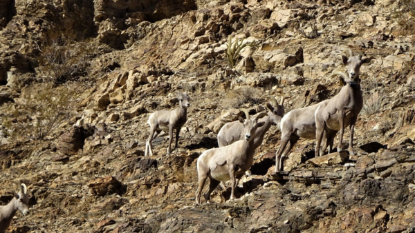 Six Bighorn sheep standing on the side of a desert mountain, some of them looking quizzically at the photographer