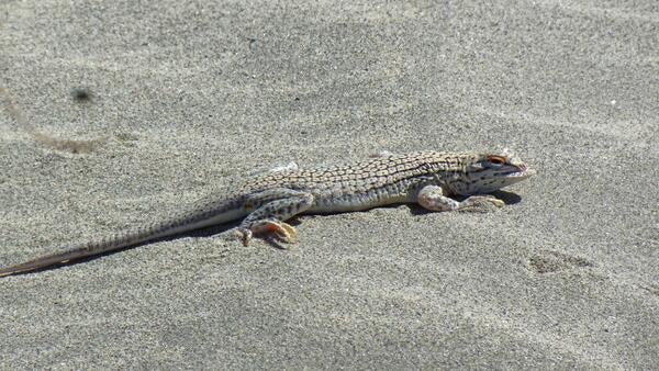 A fringe-toed lizard on sand