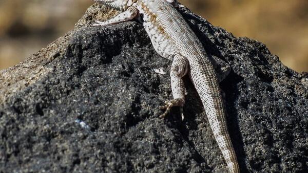 Side-blotched lizard on a dark rock 