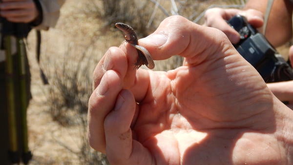 Nature: Tiny lizards blanket Sonoma County