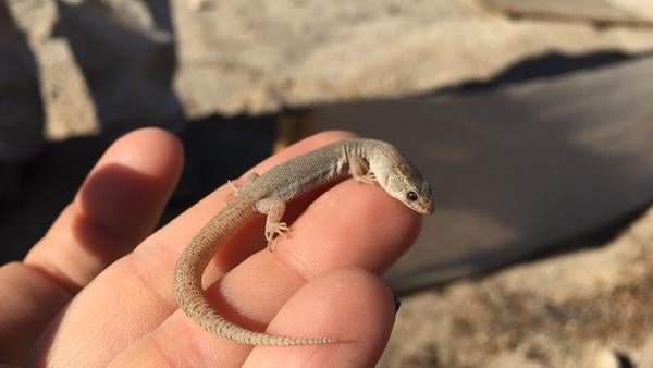 Another pale night lizard in someone's hand 