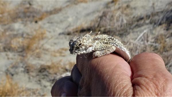 Baby horned lizard on a hand 