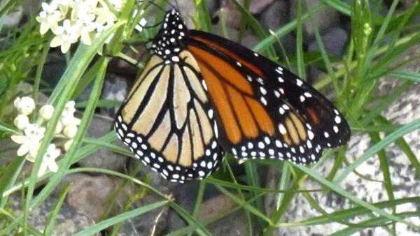 Monarch butterfly on some weeds