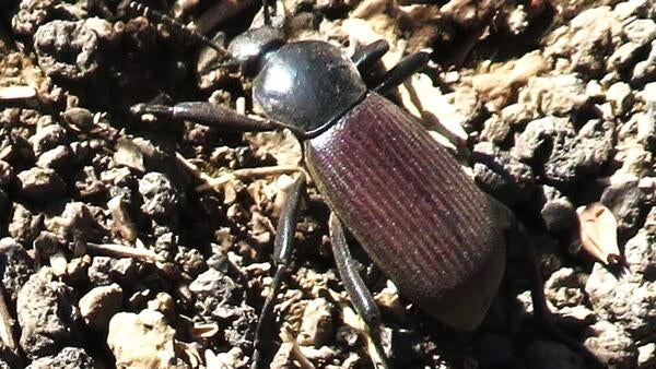 A darkling beetle