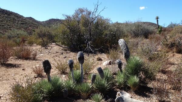 Pioneertown Preserve