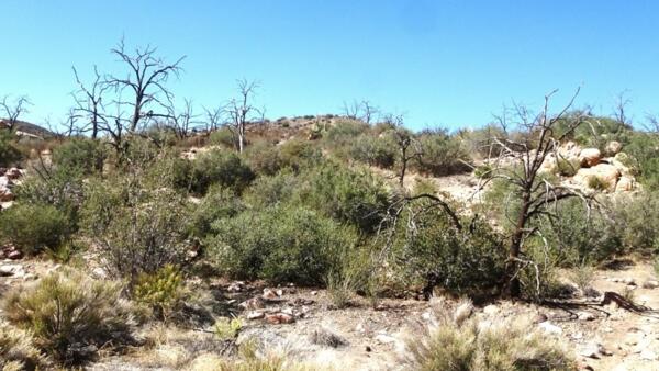 Preserve after the fire