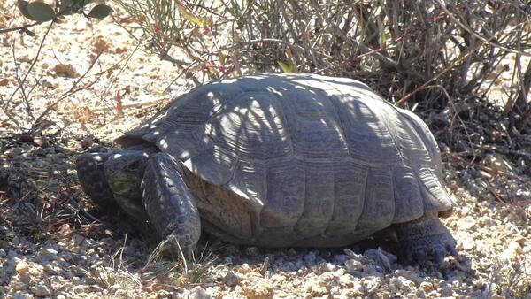 Desert tortoise in Lost Palms Oasis