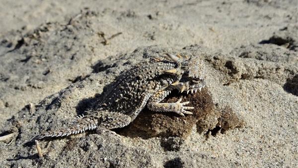 A smallish horned lizard in the sand