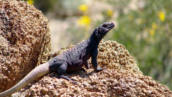 Chuckwalla